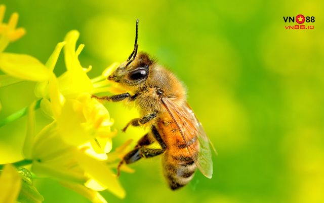 Chiêm bao thấy con ong là điềm lành tốt hay dữ?