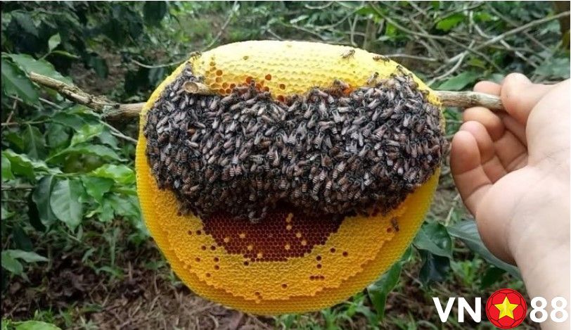 Mộng thấy ong ruồi