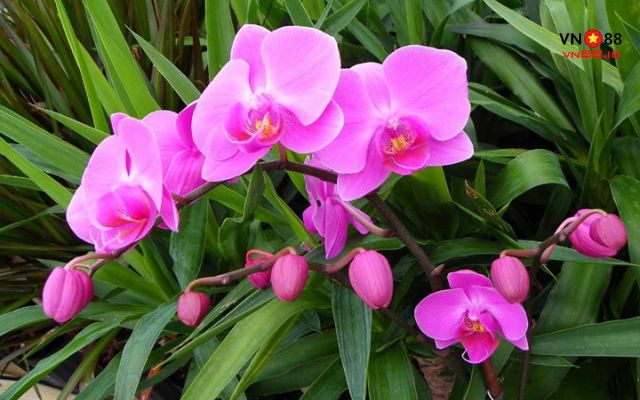 Hoa lan là loài hoa tượng trưng cho vẻ đẹp cao quý