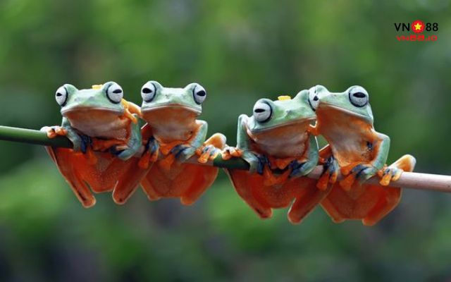Những giải đáp về việc mơ thấy ếch